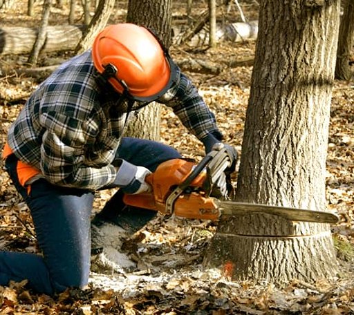 Tree Removal in Keithville, LA